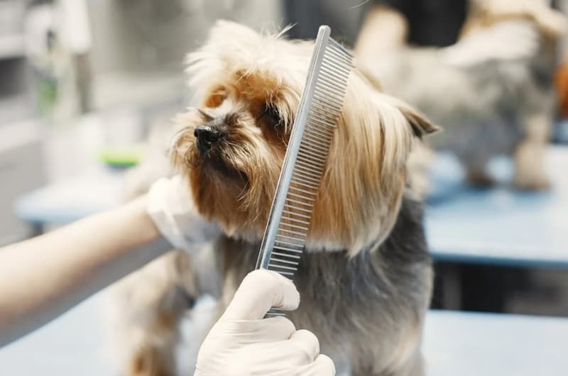 Professional Dog Grooming Services – Pamper Your Furry Friend!